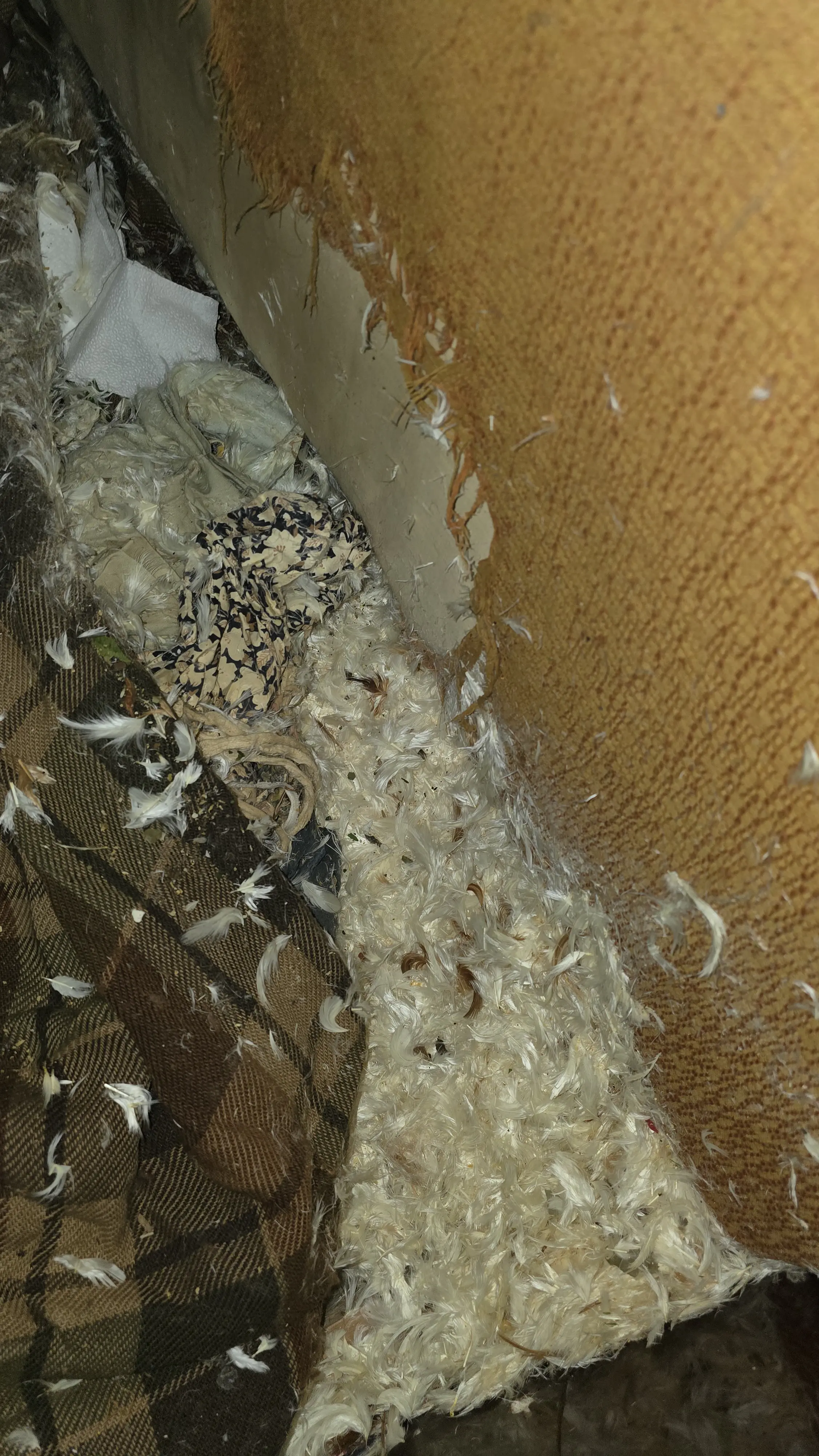 Събиране на умрели животни