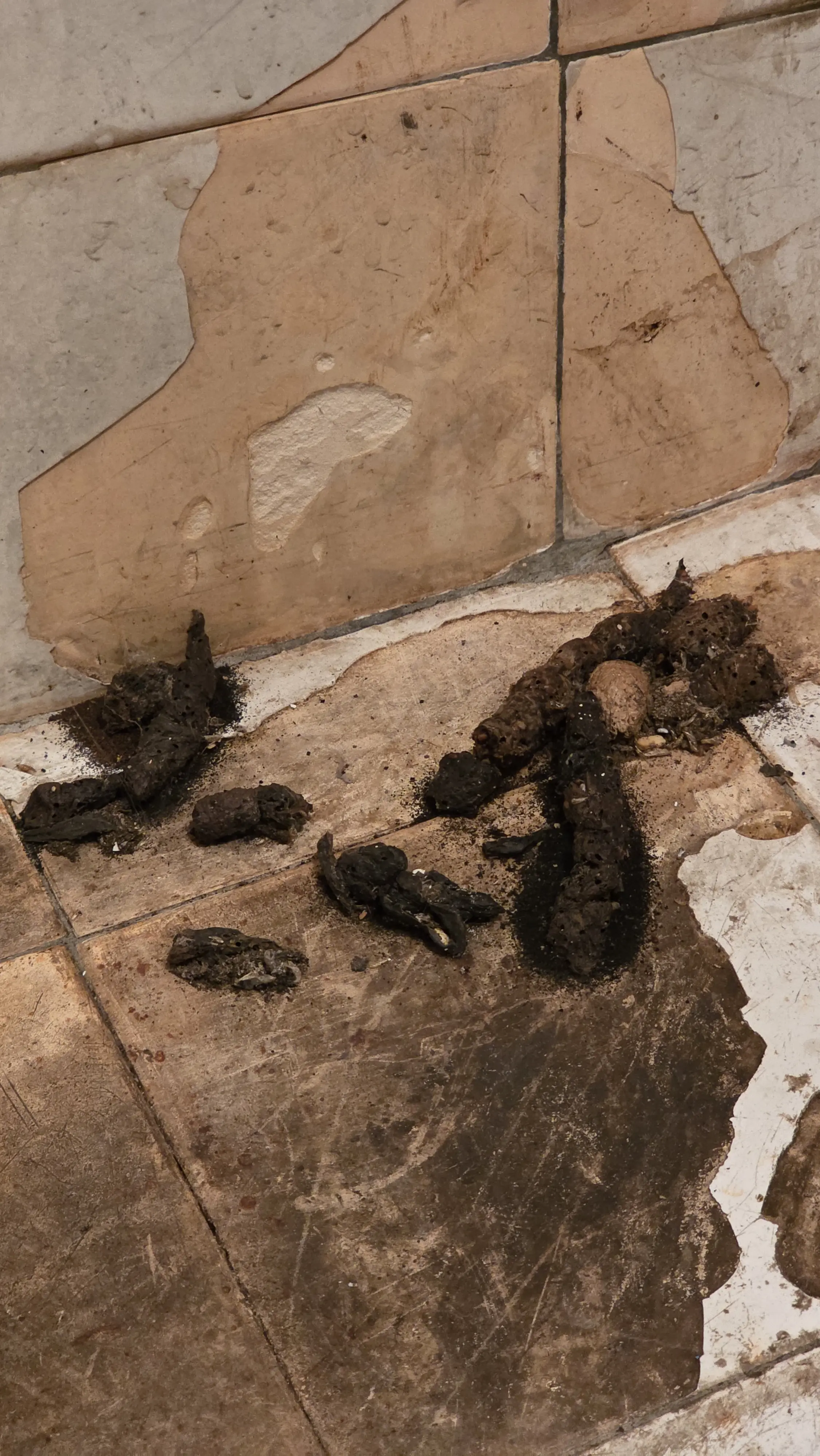 Почистване след животни в Разград