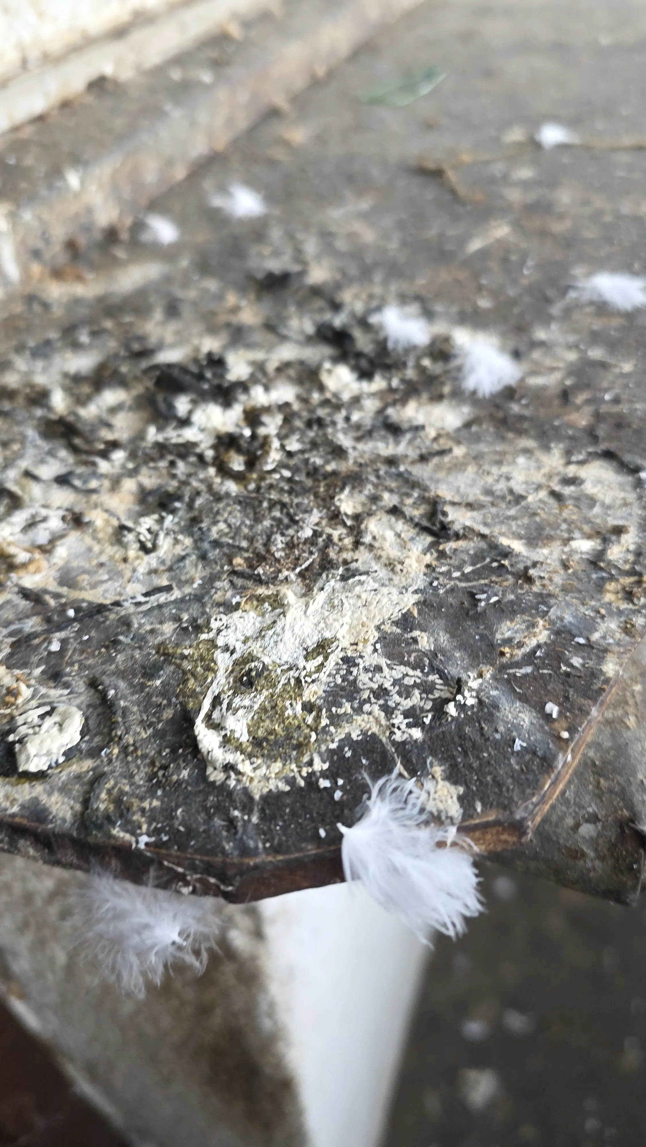 Почистване след гълъби в Хасково