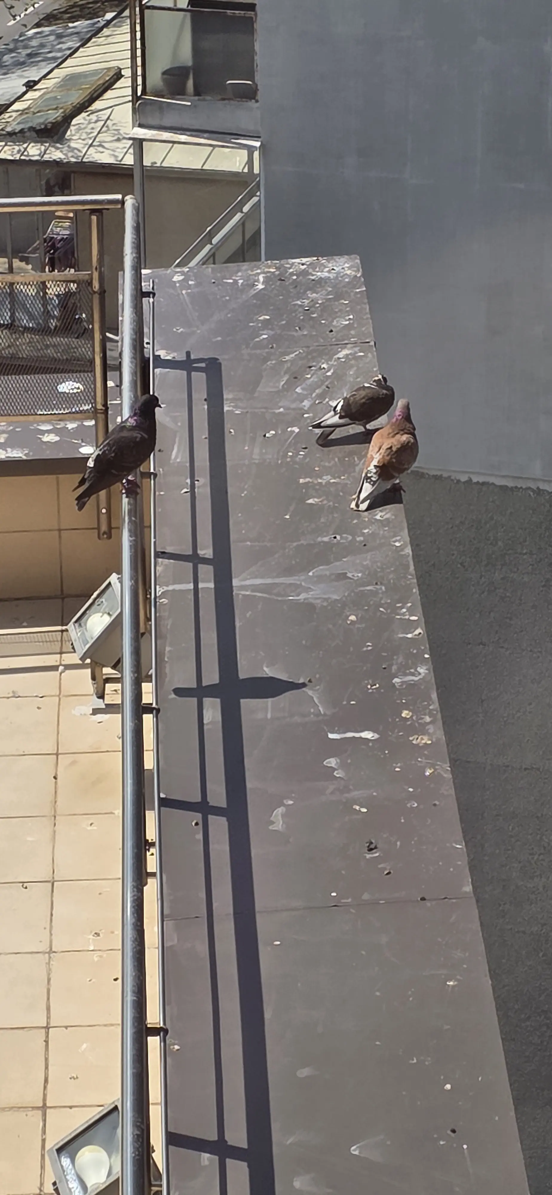 Почистване след гълъби в Свиленград