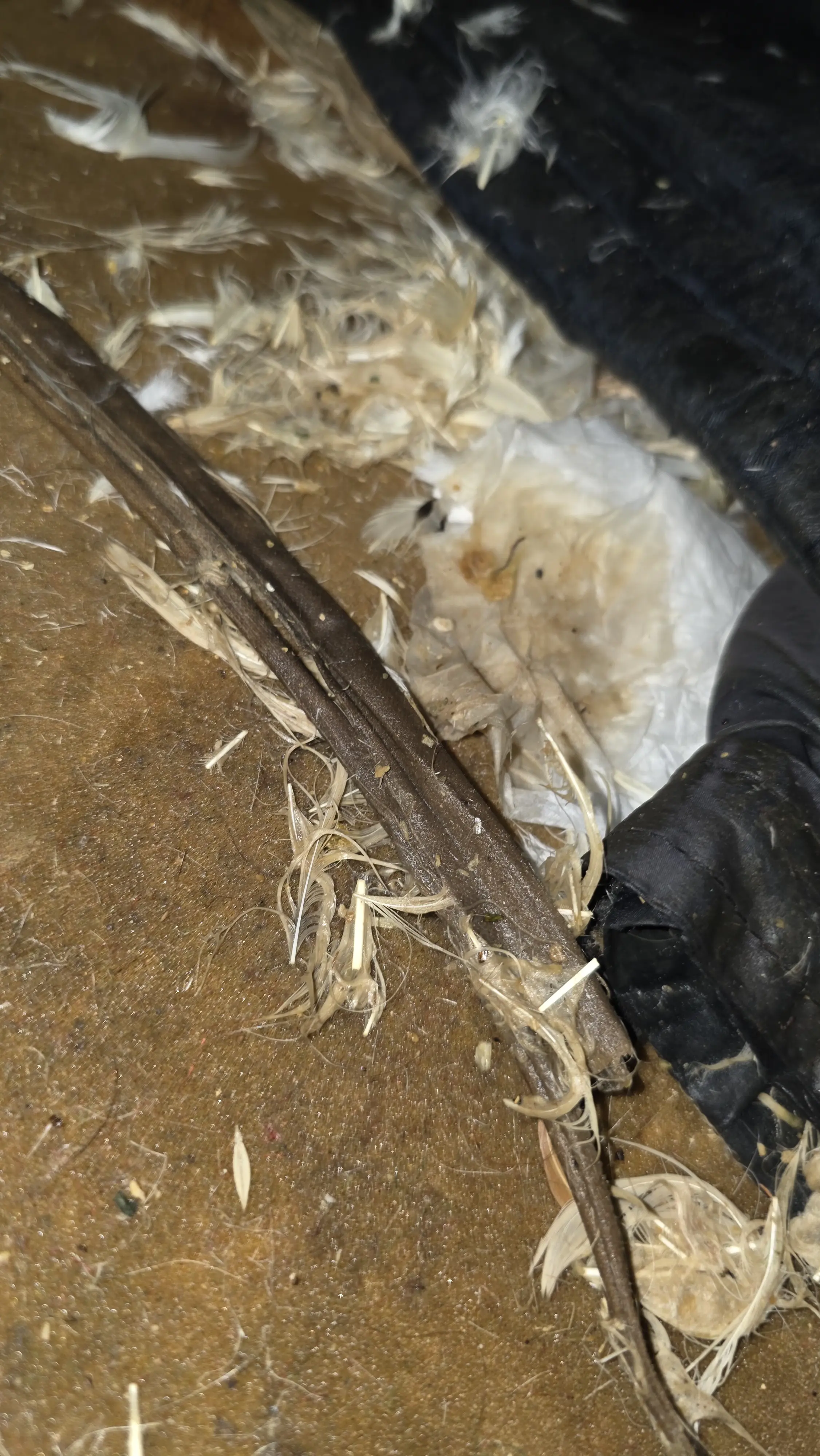 Почистване след гълъби в Добрич