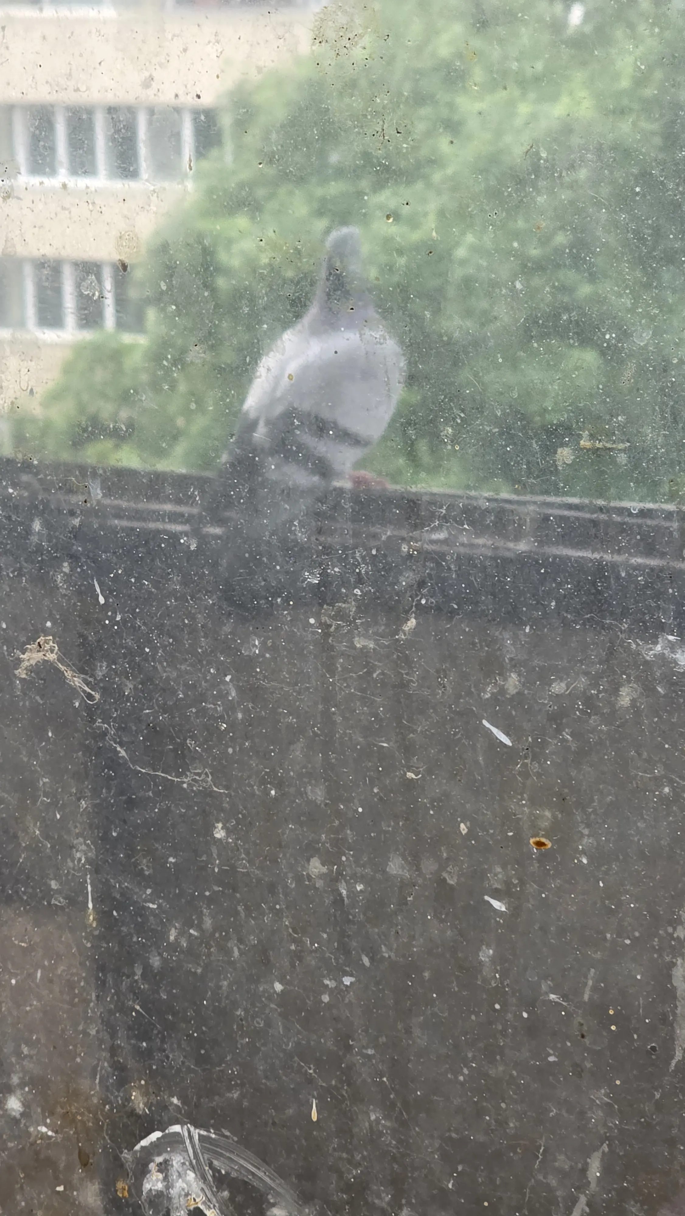 Почистване след гълъби в Благоевград