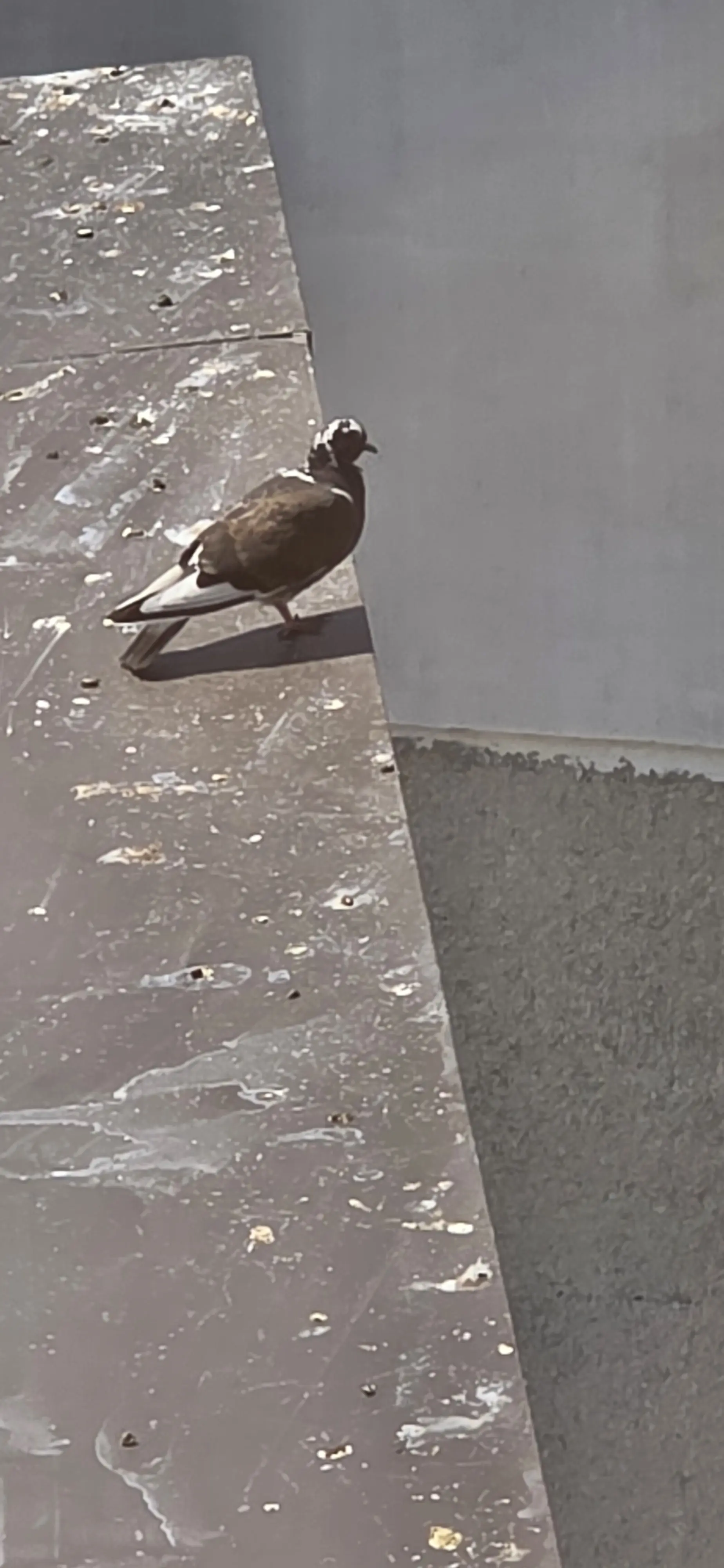 Почистване след гълъби в Ловеч