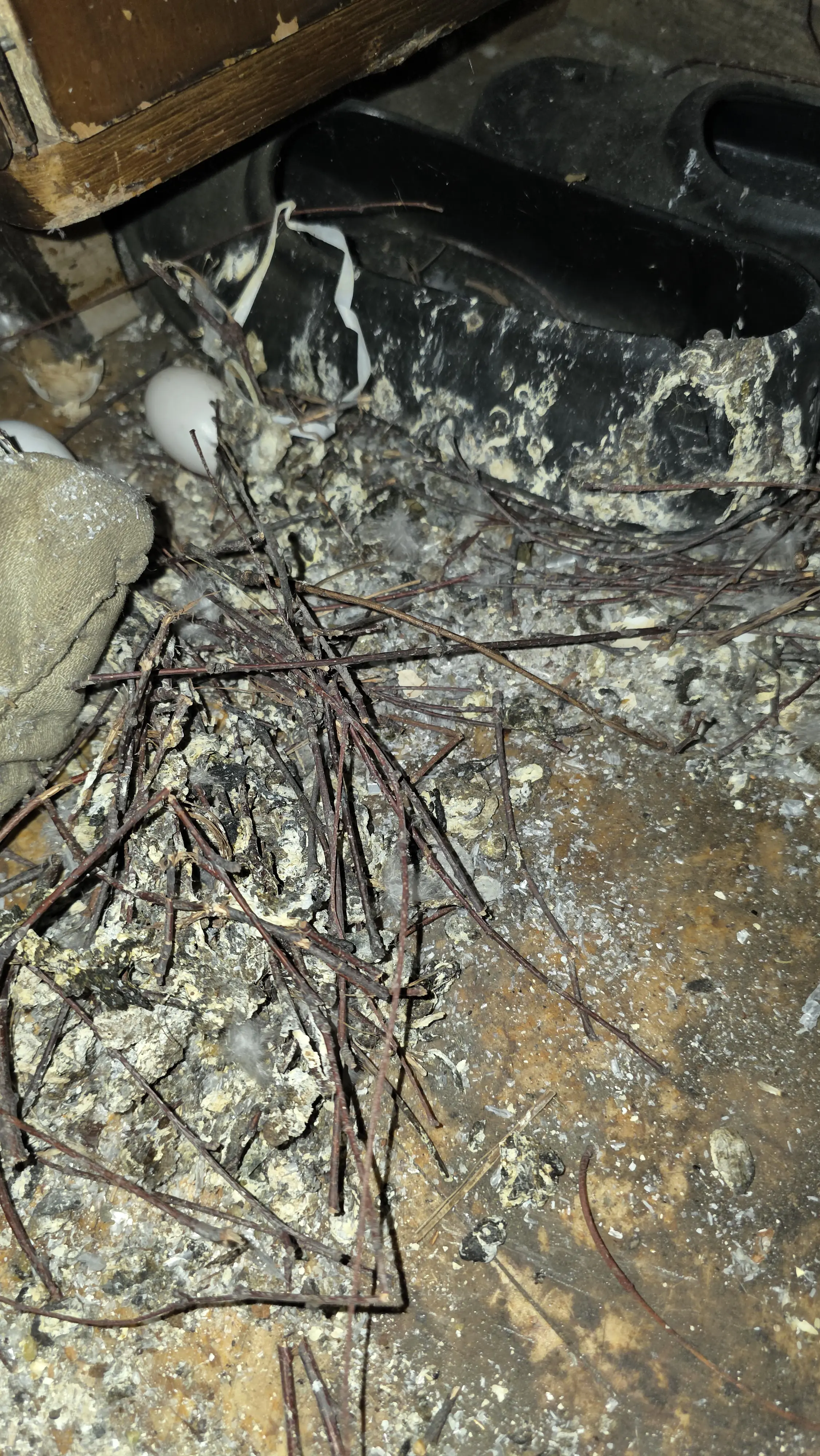 Почистване след гълъби в Смолян