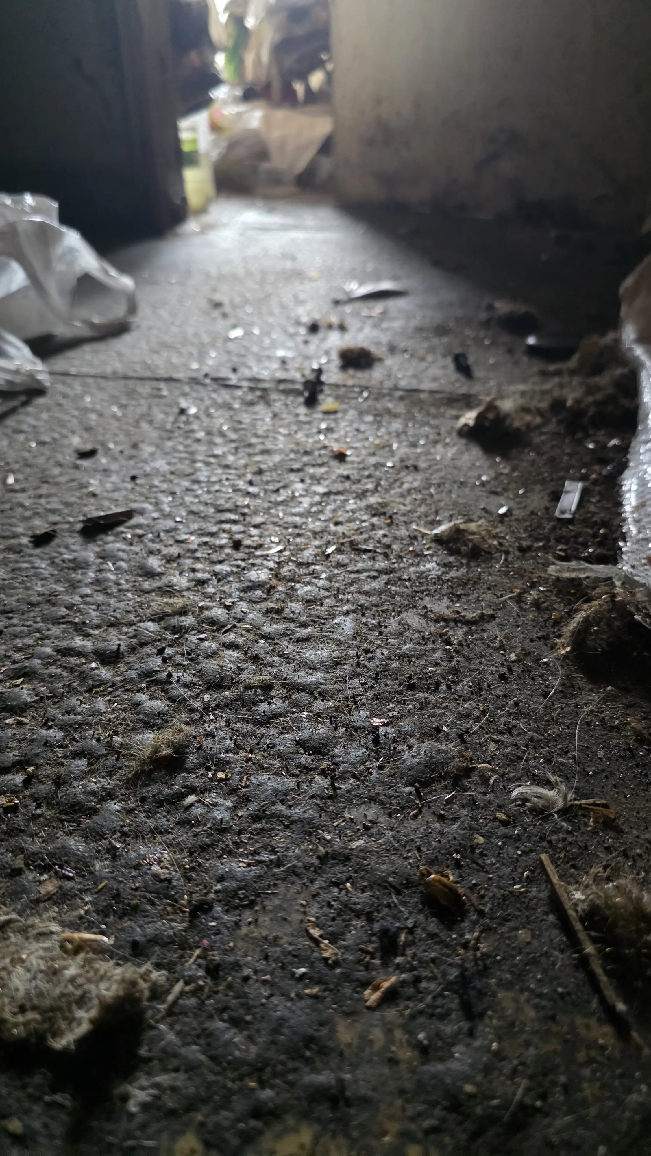 Почистване след плъхове и мишки в Сандански