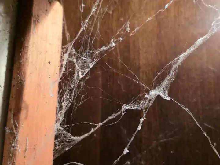 Почистване на апартамент с отпадъци в Игнатиево